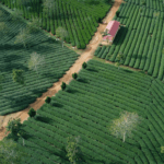 Vẻ đẹp của Đồi Trà Phước Lạc