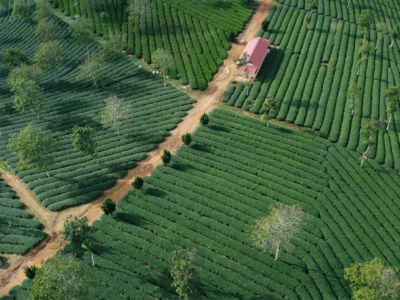 Vẻ đẹp của Đồi Trà Phước Lạc