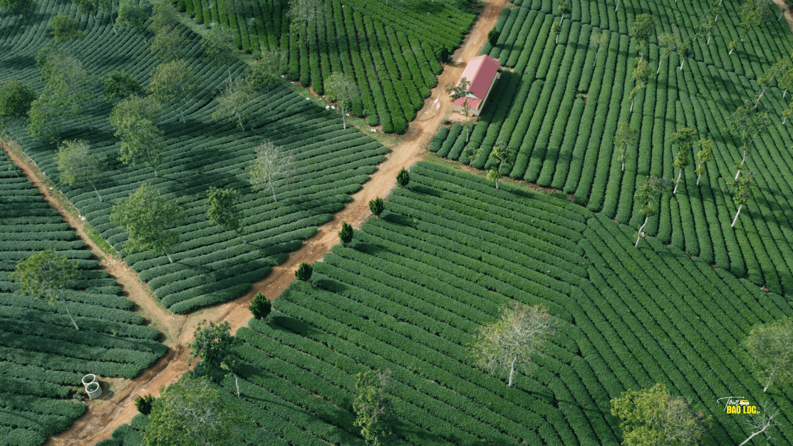 Vẻ đẹp của Đồi Trà Phước Lạc