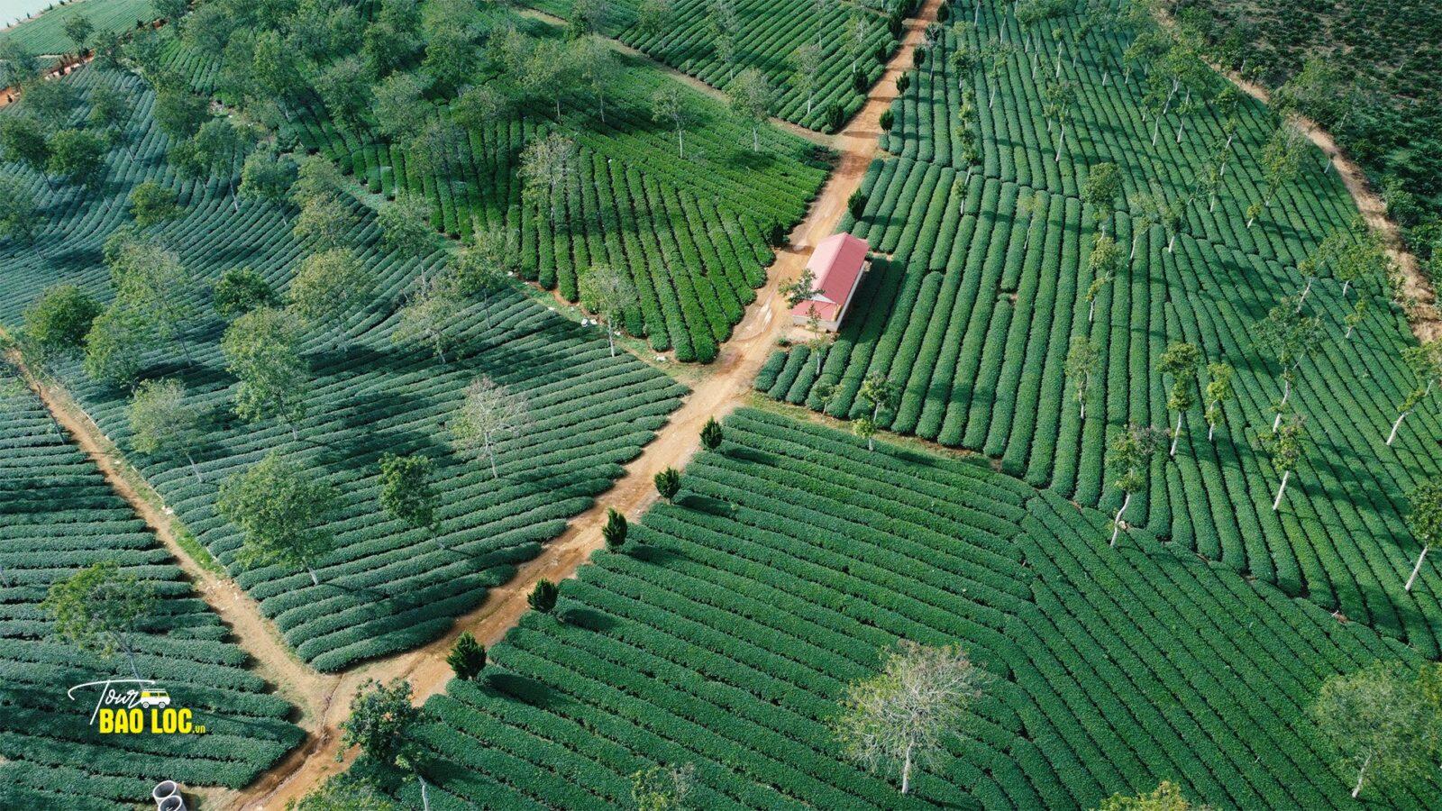 Doi che Phuoc Lac Doi che Phuoc Lac