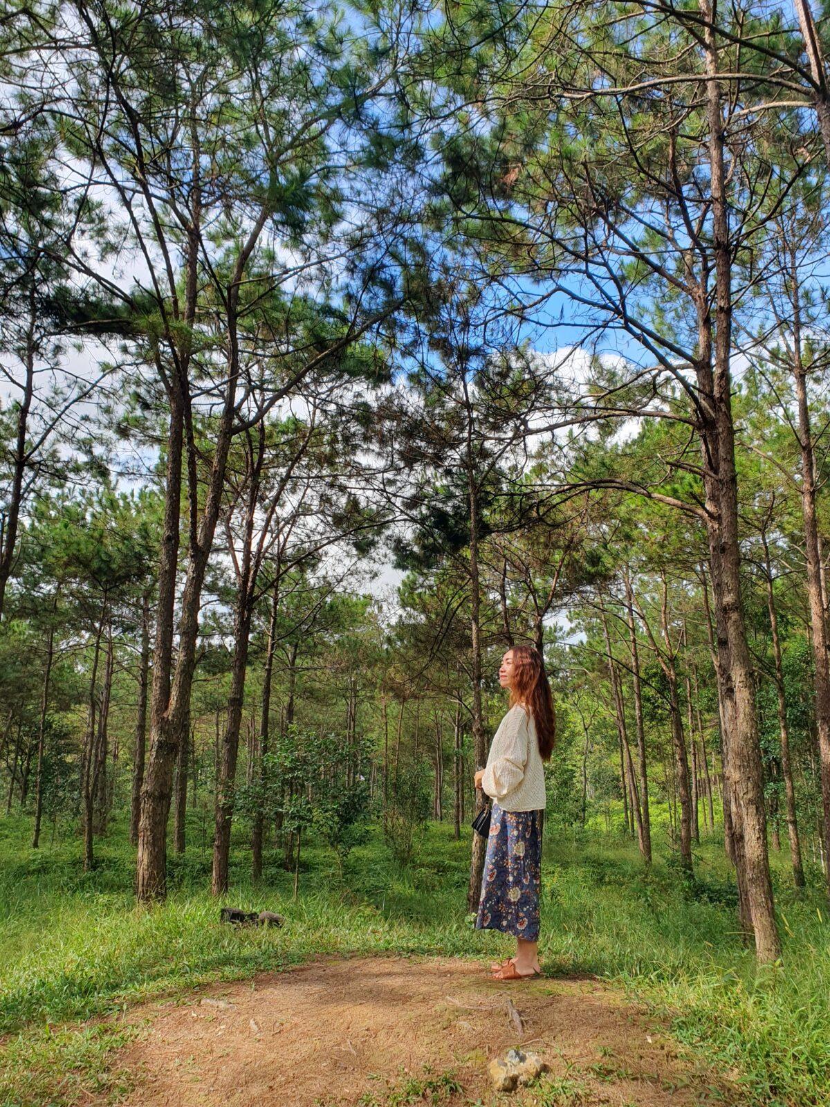 Đồi Thông Phương Bối - khu rừng thông có lịch sử đặc biệt ở Bảo Lộc 1 Đồi Thông Phương Bối - khu rừng thông có lịch sử đặc biệt ở Bảo Lộc z4516154998847 b3c3f227c9ed020f578f8635226d61ec Đồi Thông Phương Bối - khu rừng thông có lịch sử đặc biệt ở Bảo Lộc