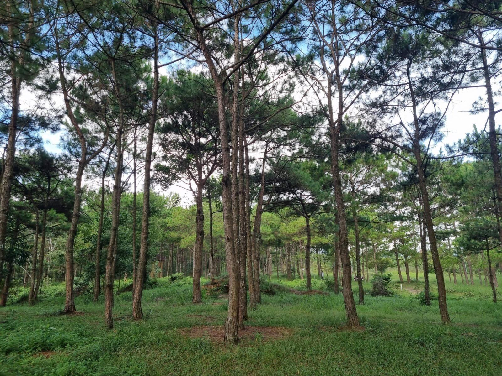 Đồi Thông Phương Bối - khu rừng thông có lịch sử đặc biệt ở Bảo Lộc 8 Đồi Thông Phương Bối - khu rừng thông có lịch sử đặc biệt ở Bảo Lộc z4516155010643 b9ca50006aca7f3cf2570c498d5b6cec Đồi Thông Phương Bối - khu rừng thông có lịch sử đặc biệt ở Bảo Lộc